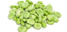 زراعة الفول: من البذرة إلى الحصاد