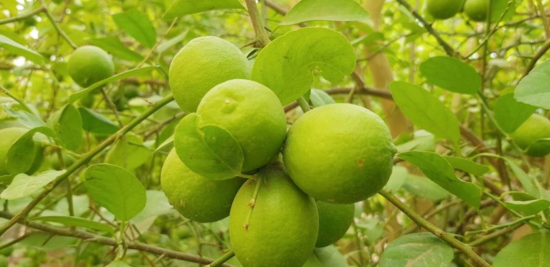 الليمون الحساوي: تراث زراعي واعد في السعودية