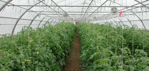 الزراعة الحديثة: نحو فلاحة عصرية ومستدامة