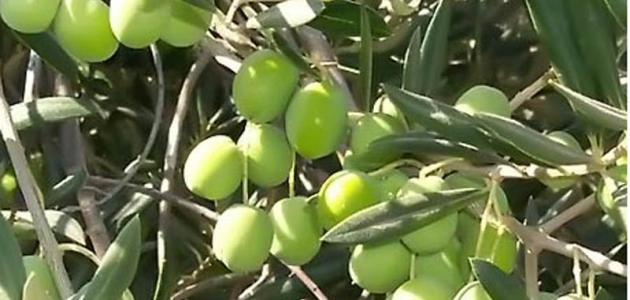 زراعة الزيتون: حلول لمشاكل شائعة وكيفية التعامل مع آفات الزيتون