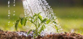 أسرار طرق ري النباتات الناجحة: اكتشفها الآن