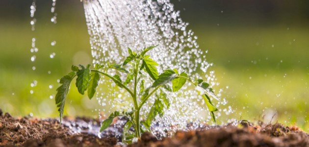 أسرار طرق ري النباتات الناجحة: اكتشفها الآن