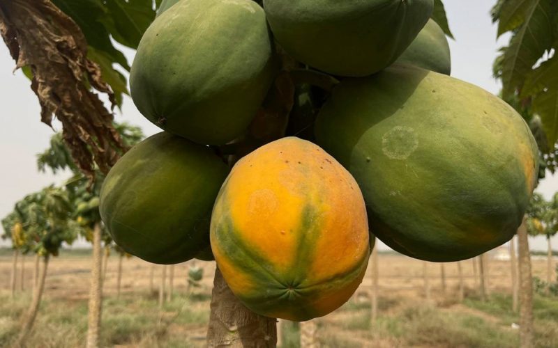 مستقبل زراعة الفاكهة في السعودية: رؤية 2030