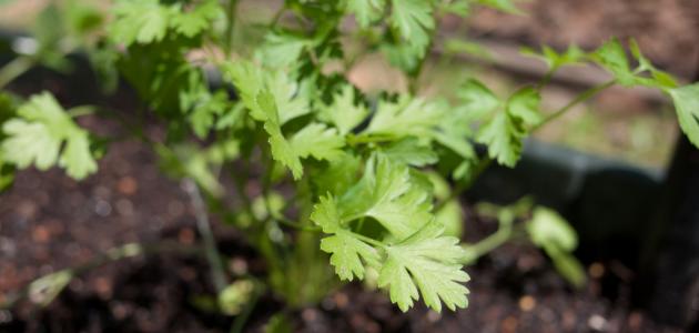 البقدونس: زراعة، فوائد واستخدامات