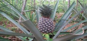 زراعة الأناناس: زراعة مربحة في خطوات بسيطة