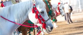 الخيل العربية تتألق في الرياض: تغطية لـ مهرجان الخيل العربية 2025