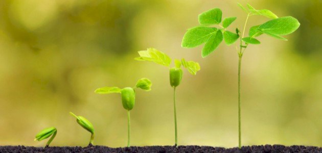 تعلم دورة حياة النبات بسهولة: دليل مبسط