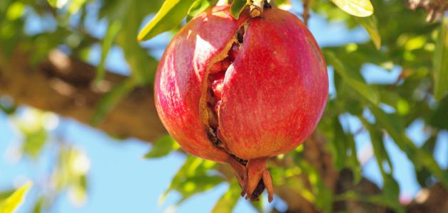 زراعة الرمان: متعة البستنة وفوائد صحية