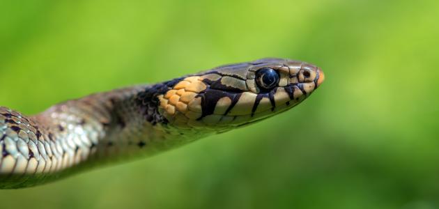 تعرف على تفسير الأحلام: رؤية الثعبان وأبعادها