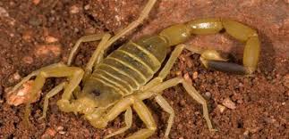 البحر في الأحلام: معاني ودلالات في تفسير الأحلام عن البحر