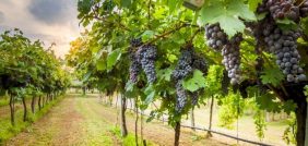 تفسير أكل العنب الملون في المنام: ماذا يعني الأبيض والأخضر والأسود؟