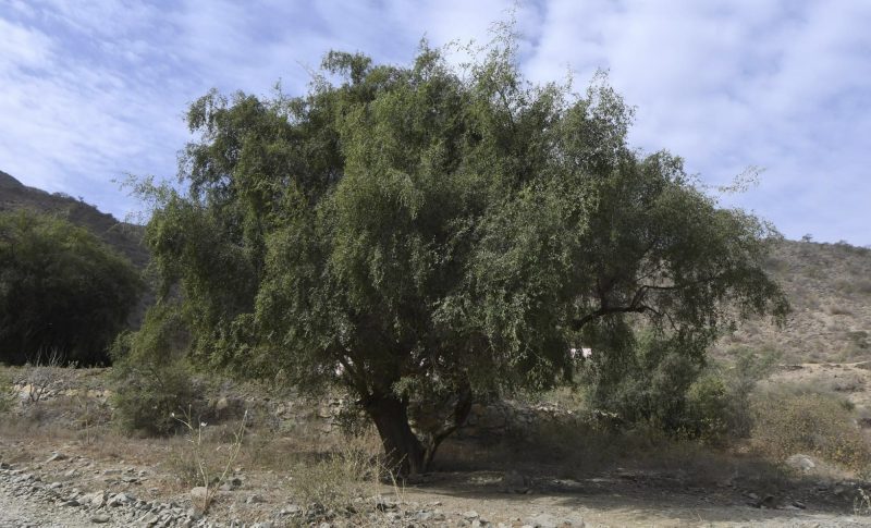 شجرة اللبخ: دليل المزارع في السعودية