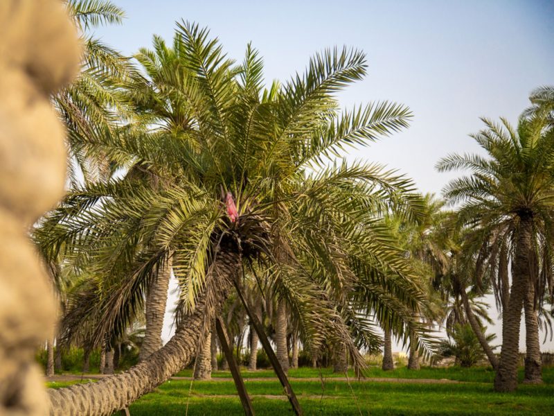 استراتيجيات مبتكرة في مكافحة سوسة النخيل