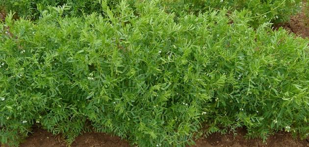 من الحقل إلى المائدة: زراعة العدس