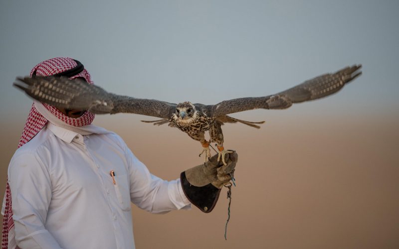 استيراد الصقور: كيف تدعم السعودية هواية الصيد؟
