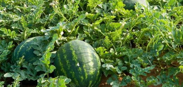 زراعة البطيخ في السعودية: دليل موسع للمزارعين
