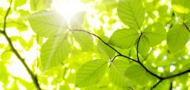 عملية التمثيل الضوئي: نظرة عميقة على آلية صنع الغذاء