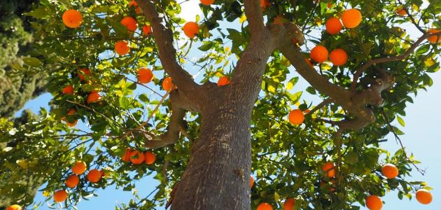 دليلك لزراعة الحمضيات: من اختيار التربة إلى التسميد