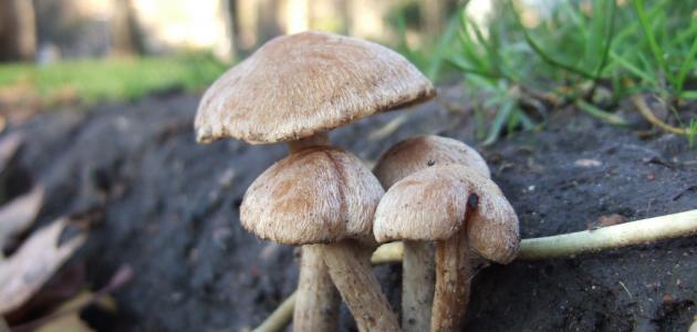 زراعة عيش الغراب: اكتفاء ذاتي وغذاء صحي