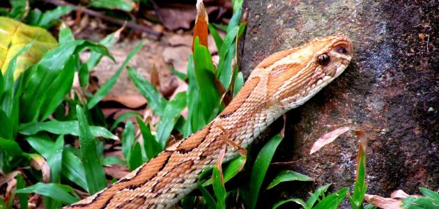 تفسير رؤية الثعبان في المنام: هل هو عدو أم كنز؟