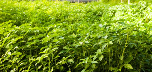 زراعة الملوخية: دليل المزارع المبتدئ