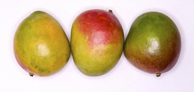 زراعة المانجو: تحقيق أقصى إنتاجية وجودة