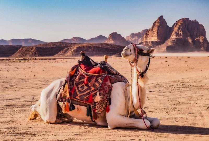 نظام الذكاء الاصطناعي لمراقبة الإبل: حلول مبتكرة للتحديات البيئية والاقتصادية