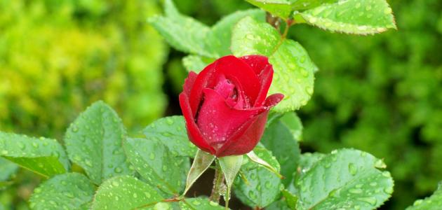 دليل زراعة الورد الجوري: اختيار الأنواع المناسبة والعناية بها