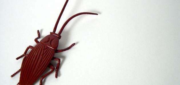 تبسيط تفسير رؤية الصراصير في المنام: