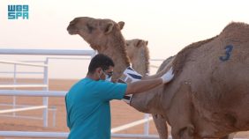 المسح الوبائي: كيف يساهم في تطوير الخدمات البيطرية في المملكة؟