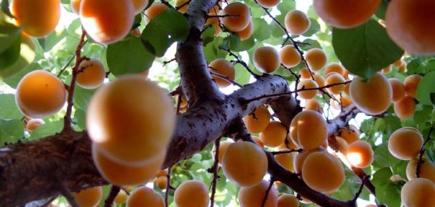 التقنيات الحديثة في زراعة الخوخ: نحو إنتاج مستدام