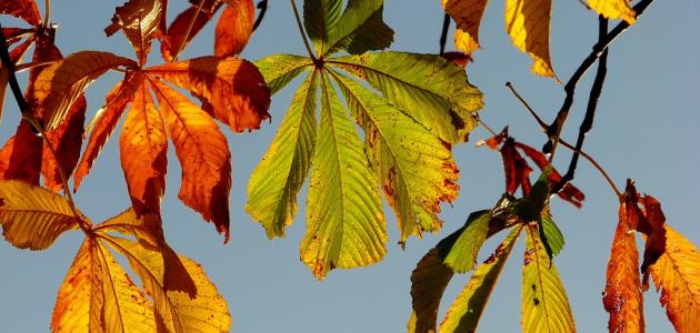 الآفات الزراعية وتساقط الأوراق: استراتيجيات المكافحة