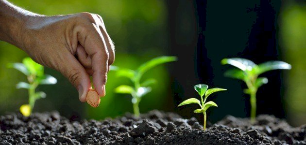 أهمية مكونات البذور في الزراعة المستدامة