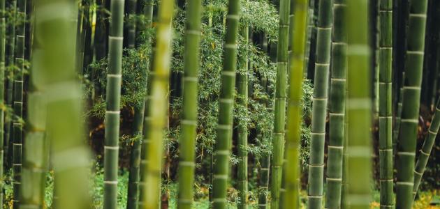 استثمر في المستقبل: نبات الخيزران كمورد طبيعي متجدد