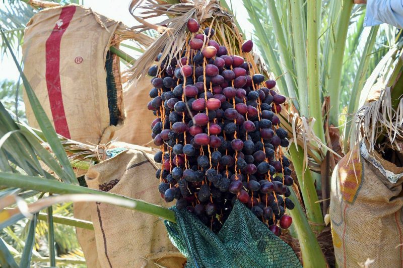 رؤية 2030 وتطوير زراعة العجوة في السعودية