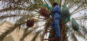 اقتصاديات جني التمور: كيف تزيد أرباحك من زراعة النخيل؟