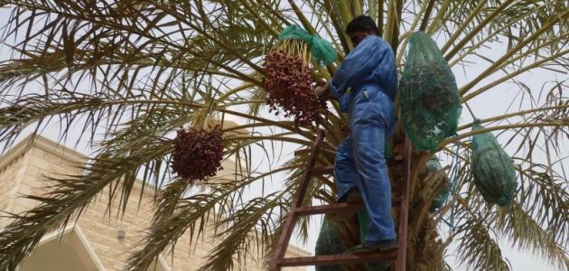 اقتصاديات جني التمور: كيف تزيد أرباحك من زراعة النخيل؟