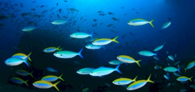 تفسير الأحلام: دليل شامل لرؤية السمك في المنام