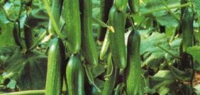 دليل الخبراء لزراعة الخيار: نصائح للحصول على أفضل النتائج