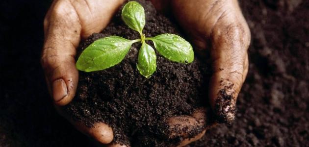 تحسين جودة التربة: دليل لأنواع التربة المختلفة