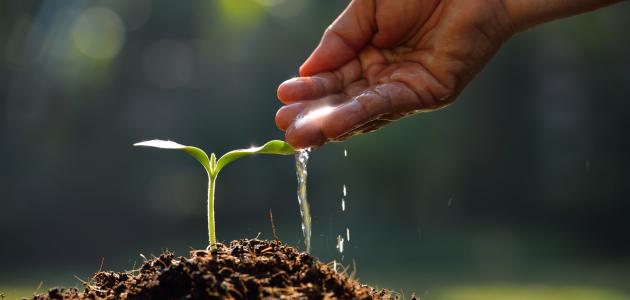 دليل المبتدئين لزراعة الخوخ