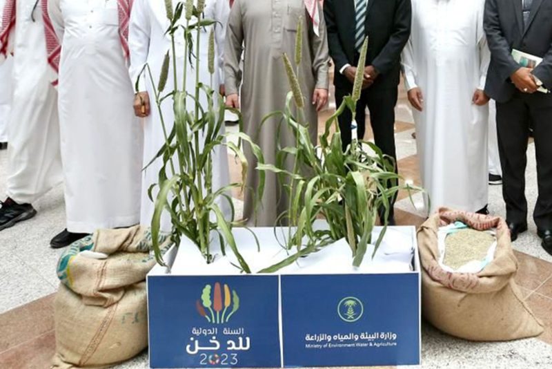 الفوائد الغذائية والصحية لزراعة الدخن في السعودية
