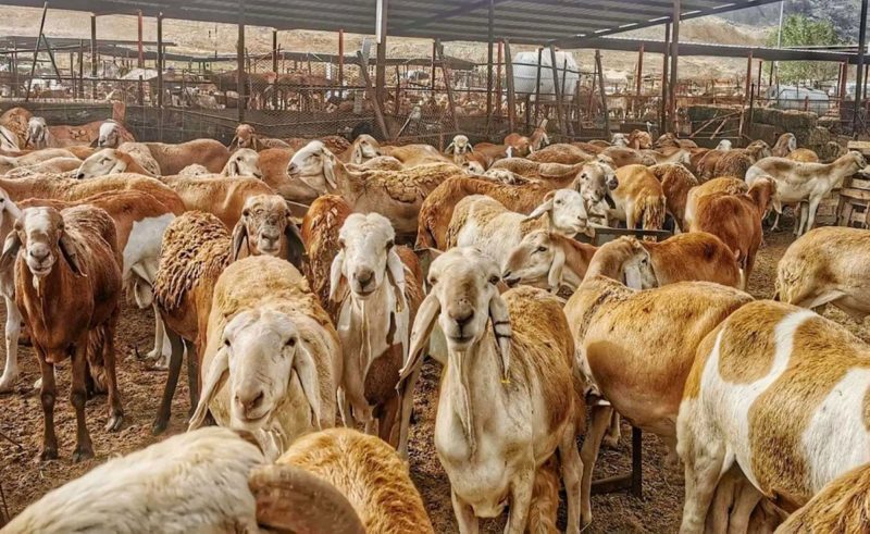 الثروة الحيوانية في السعودية: نحو استدامة الإنتاج الحيواني