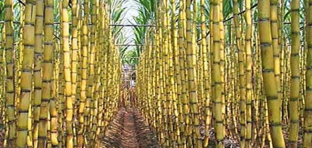 قصب السكر: النبات الذي يمنحك الصحة والسعادة