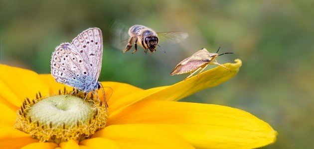 تفسير الأحلام: رؤية الحشرات
