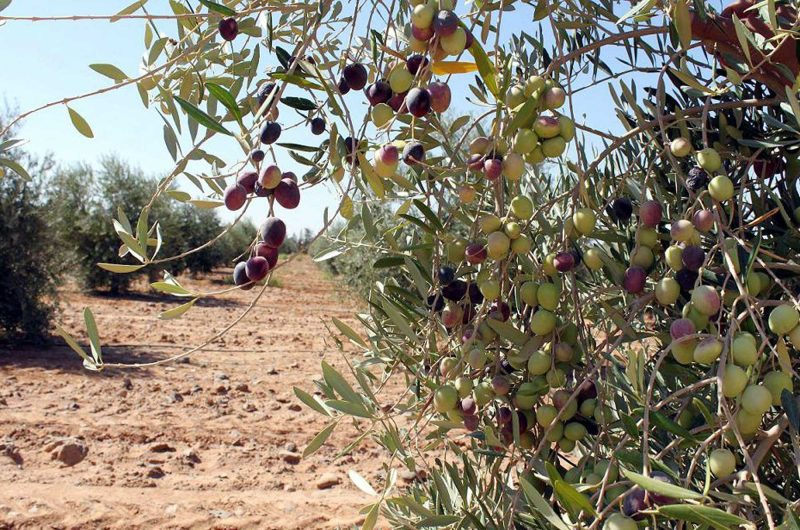 زراعة الزيتون في السعودية: تحديات وحلول للمزارعين