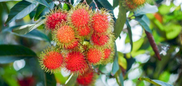 الفواكه الاستوائية: تاريخ وأصول هذه الكنوز الطبيعية