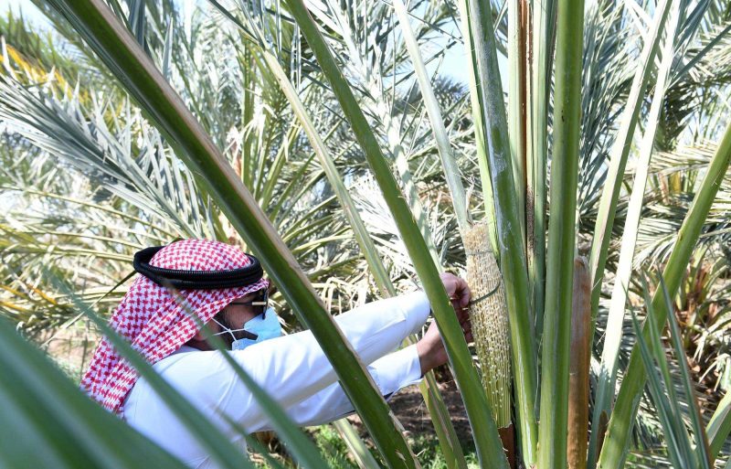 تلقيح النخيل وأثره على اقتصاد التمور في السعودية