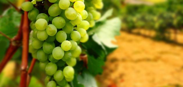 رؤية العنب في المنام: تفسيرات مختلفة لكبار العلماء