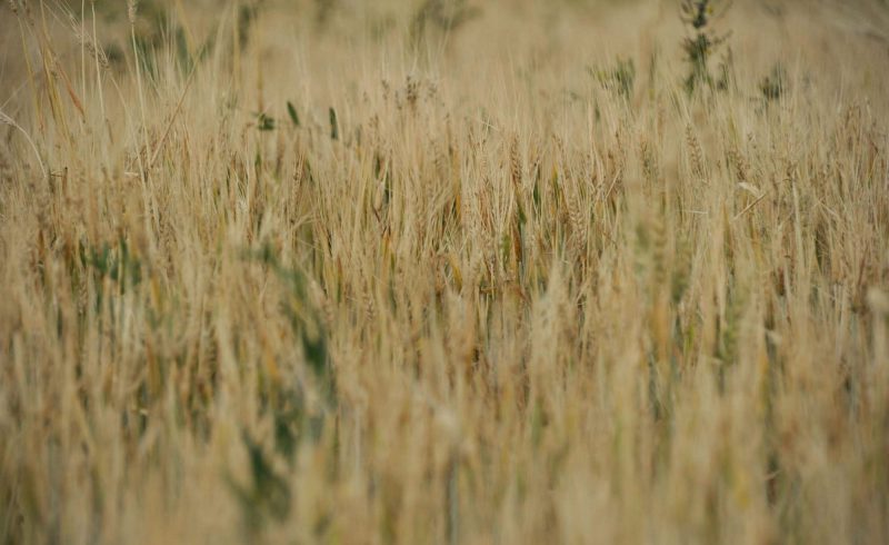 صناعة الأعلاف ودعم المزارعين: كيف تساهم في التنمية الزراعية